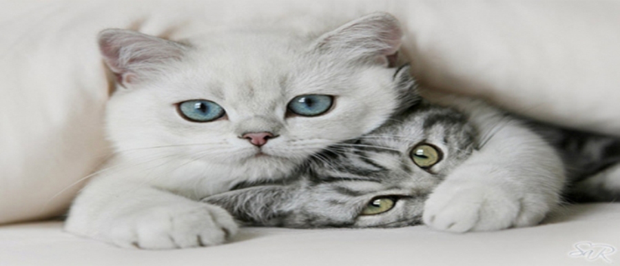 MIAU-MIAU!MIAU